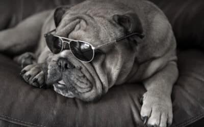 6 Hot Tips For Keeping Your Bulldog Cool This Summer!